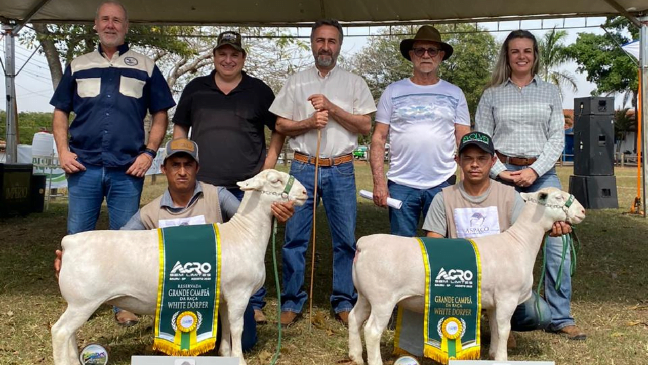 Agro Sem Limites Fomenta As Ra As Dorper E White Dorper