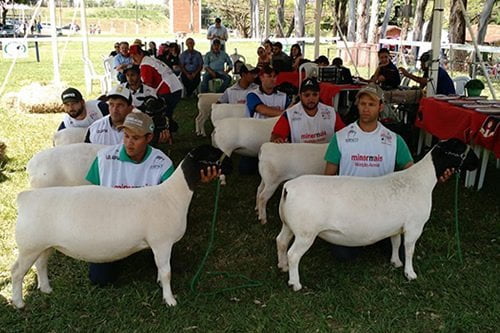 33ª Expovelha terá julgamentos ranqueados pela ABCDorper