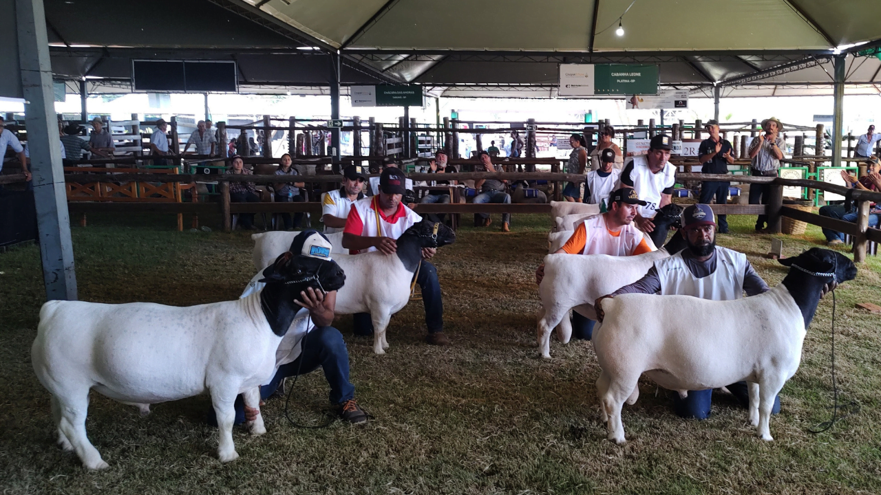 16ª CooperShow abre com pé direito temporada 2023 de feiras ranqueadas pela ABCDorper