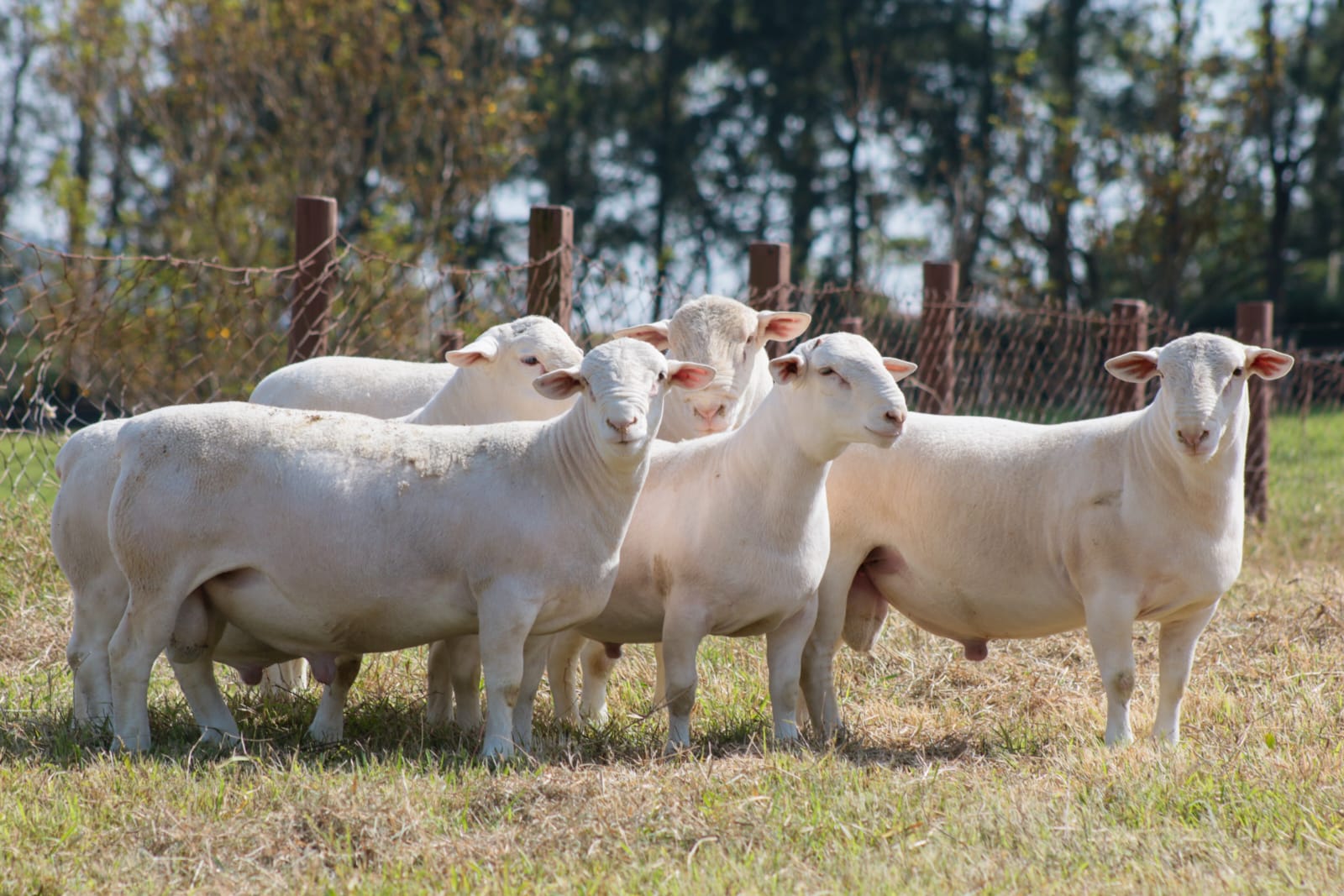 Saiba a importância do uso de reprodutores registrados na ARCO-Ovinos em rebanhos comerciais