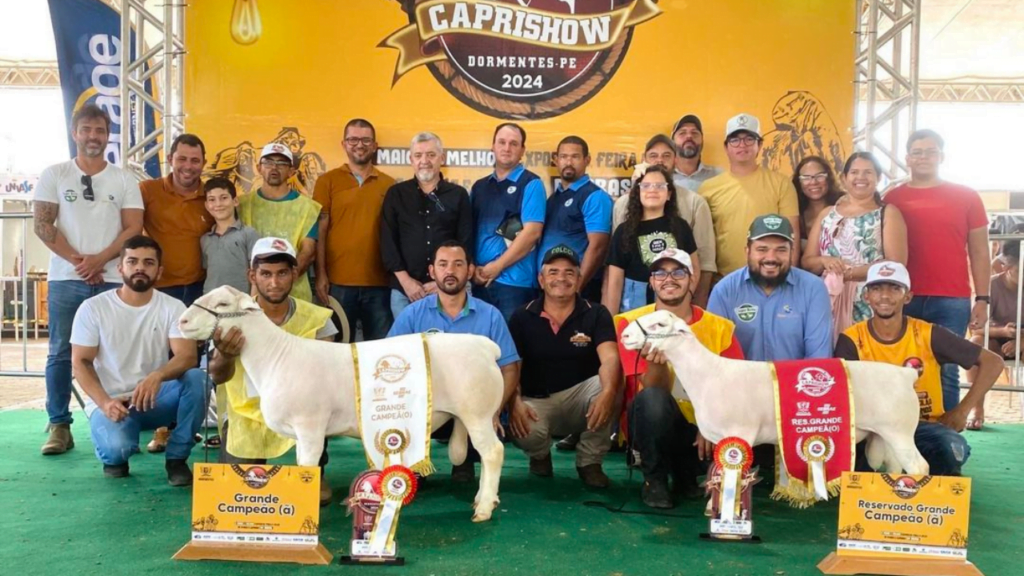 Grande Campeonato da Raça Machos White Dorper Nordestina 2024