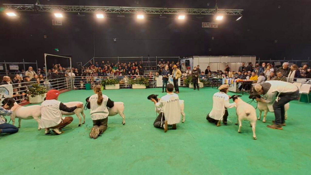 Jurado brasileiro avalia animais Dorper e White Dorper em exposição na Argentina