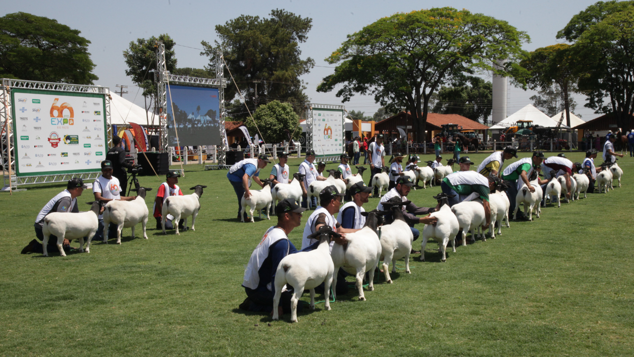 Nacional Dorper & White Dorper 2024 chega ao Centro-Oeste com grandes expectativas