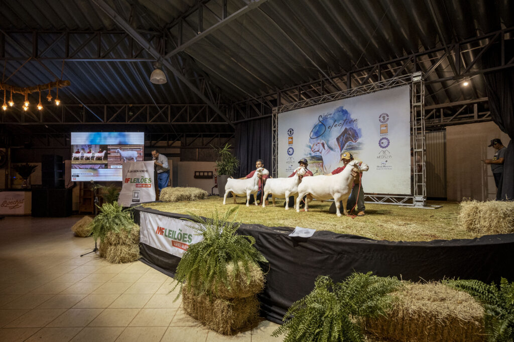 17ª Nacional das Raças Dorper & White Dorper faz história ao quebrar recordes de inscrições e vendas (6)