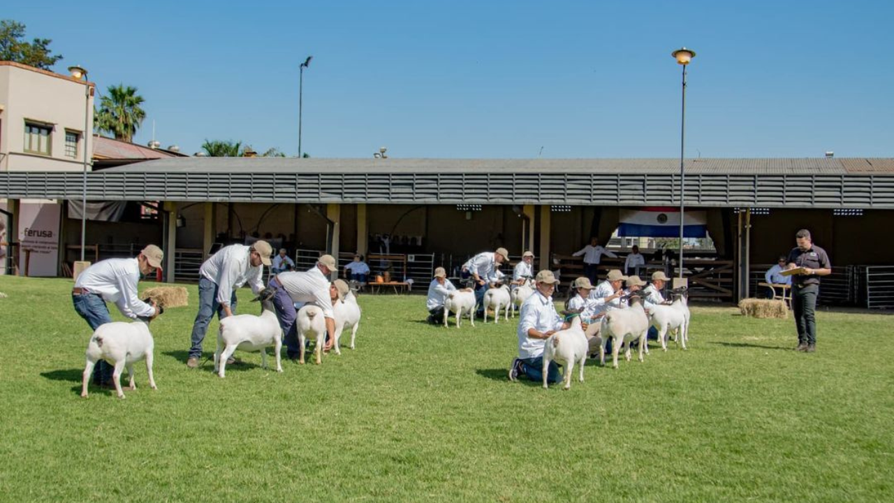 Brasil marca presença na 2ª Exposição Nacional de Ovinos Dorper do Paraguai