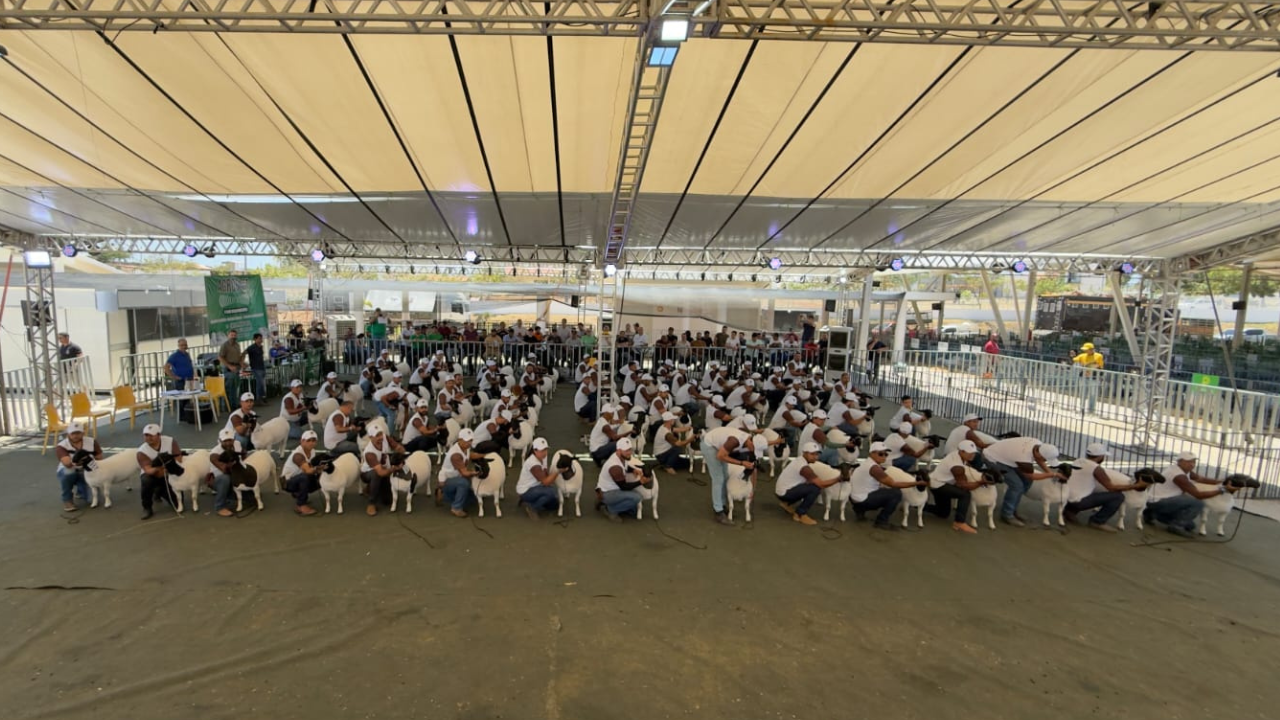Nacional Dorper & White Dorper 2025 bate todos os recordes e se consolida como a maior edição da história