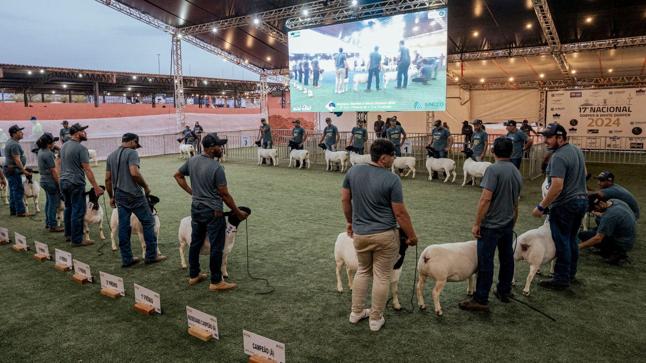 CDT da ABCDorper divulga alterações no Regulamento para Exposição e Julgamento para 2026