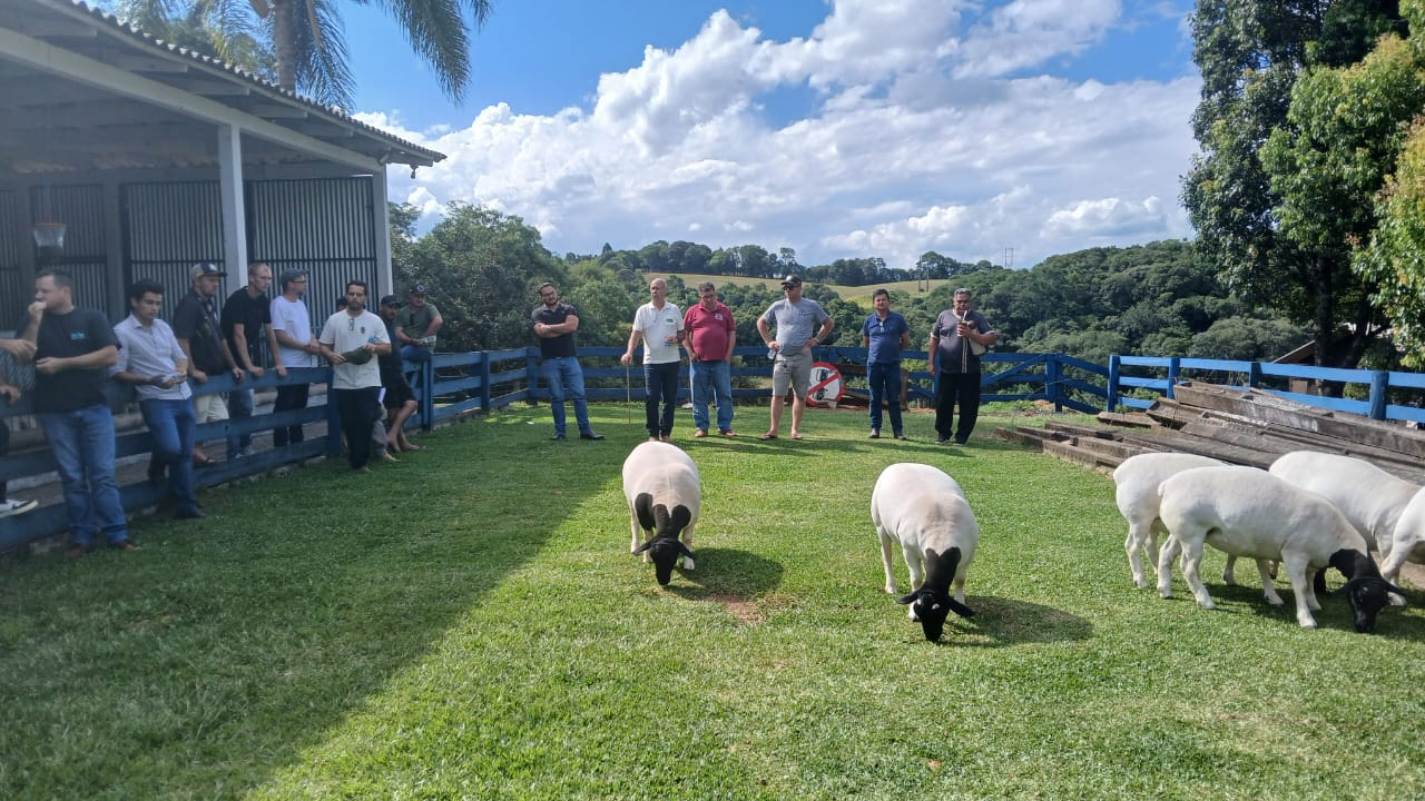 Dia de Campo promove capacitação sobre padrão racial das raças Dorper e White Dorper no RS