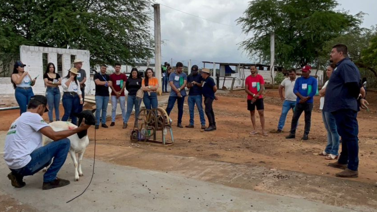 Dia de Campo fortalece a criação de Dorper e White Dorper no Sertão pernambucano (4)