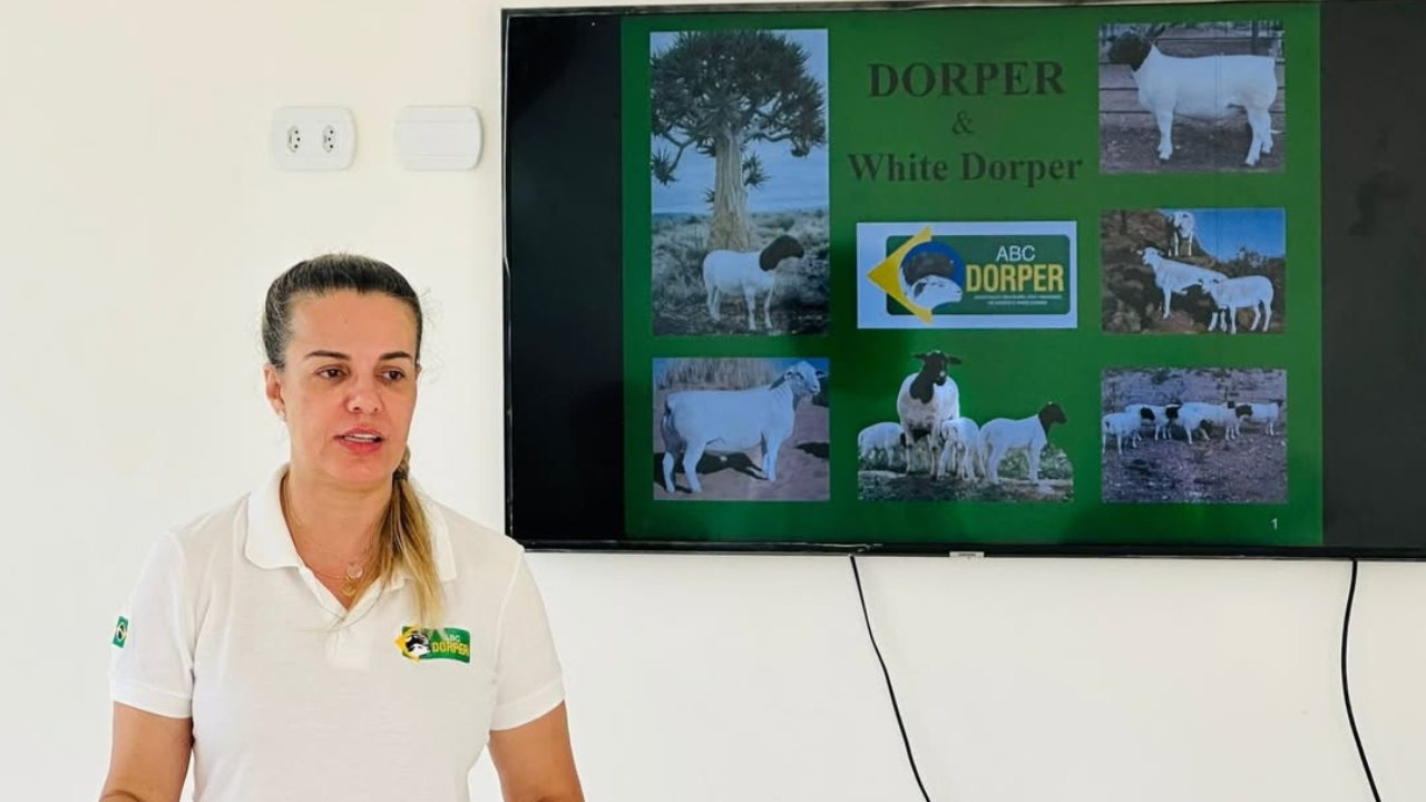 Inscrições abertas para nova data do Curso sobre o Padrão Racial do Dorper & White Dorper 2026