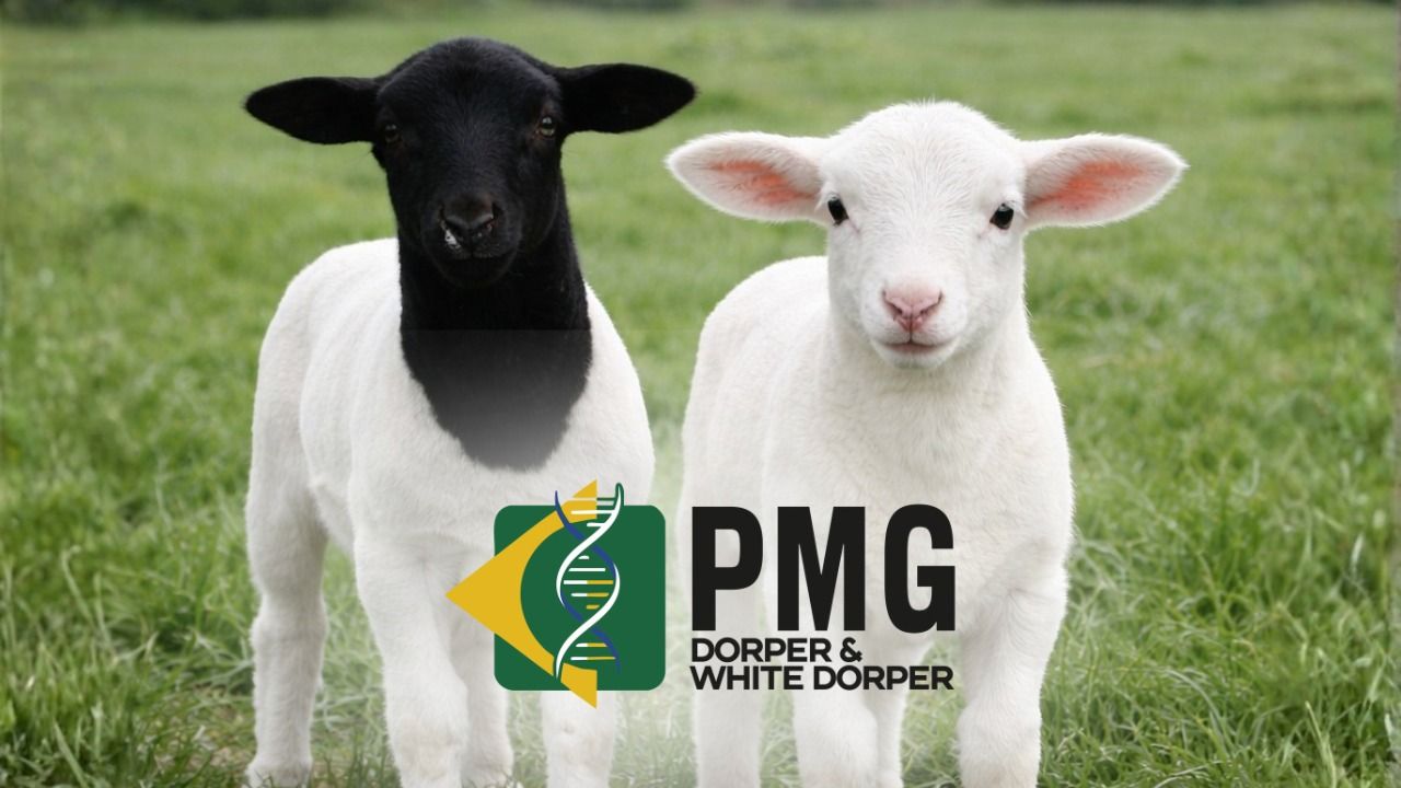 Primeiro treinamento do PMG Dorper & White Dorper reúne criadores de diferentes regiões do país